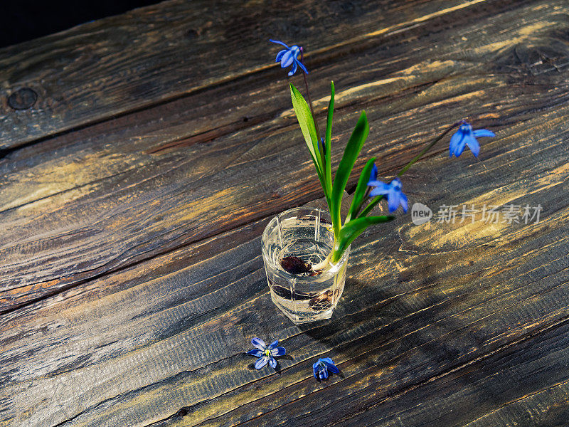 黑色的仍然有蓝色的花(scilla siberica)